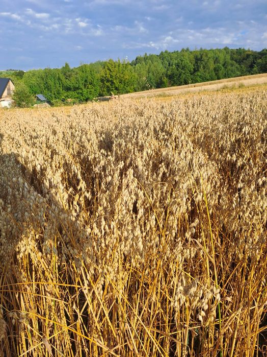 Pelet zamiennik owies