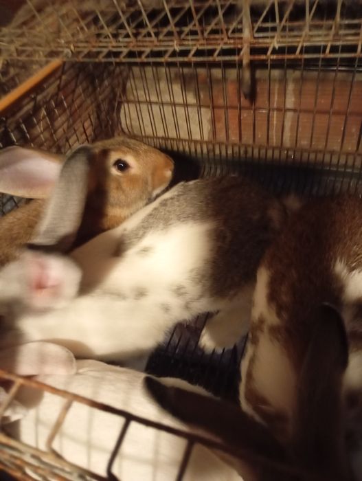 Coelhos  caseiros