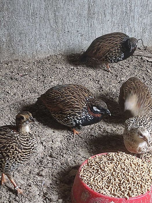 Francolins de peito negro