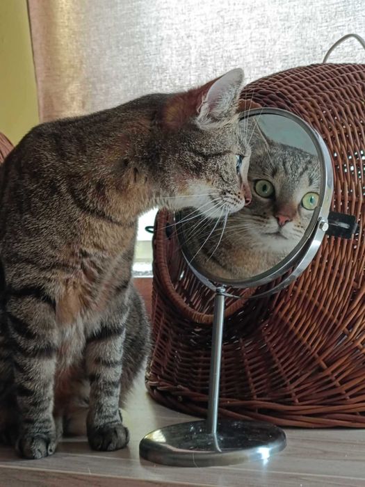 Manul: tygrys o usposobieniu słodkiego kotka szuka domu! - do adopcji