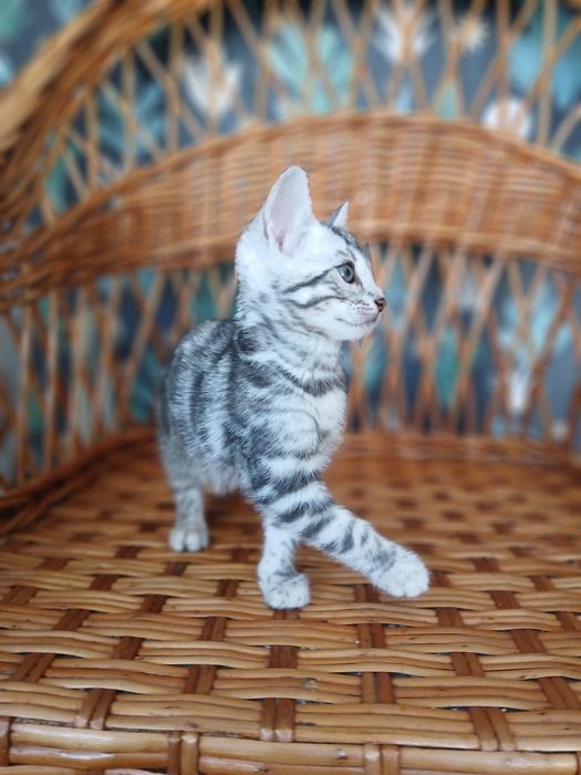Бенгальский котенок серебро
