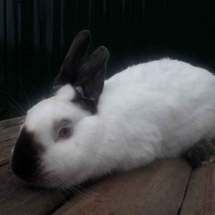 Продаж кроликів породи каліфорнійська.