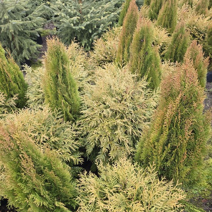 Tuja golden globe 40-150 cm tuje woodwardii kula zielona kule zolta