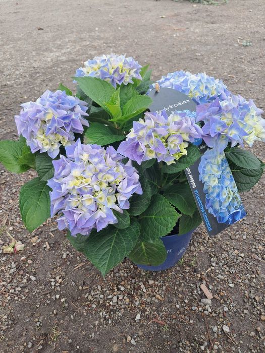 Hortensje ogrodowe, odmiany licencyjne