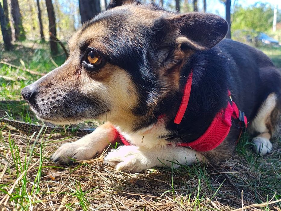 FRODO - ma w sobie coś wyjątkowego, co trudno opisać słowami.