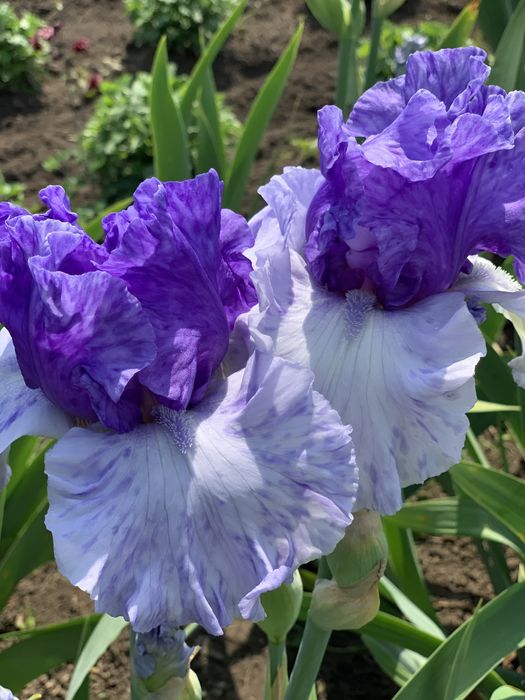 Високі бородаті іриси
