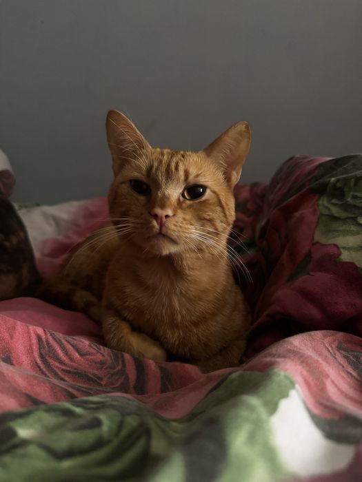 Рудий кіт шукє родину