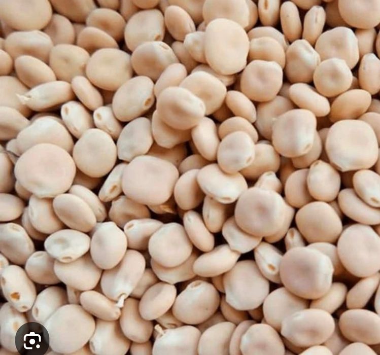 Tremoço, favas caseiras