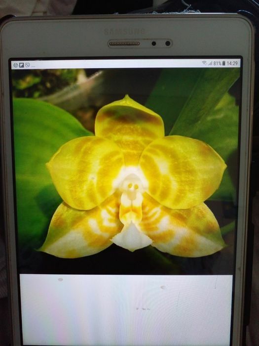 Орхидея Миту Рефлекс Кинг Флава # 1 з цветоносом