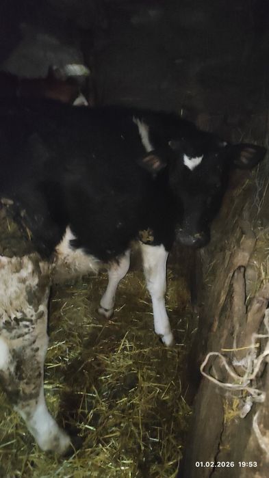 Продам теличку 7 місяців