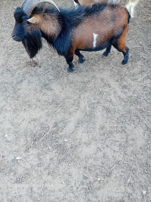 Vendo macho micro anão