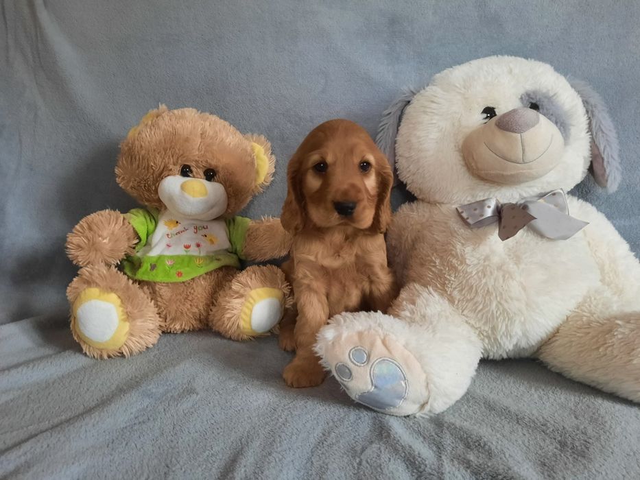 Szczeniak Cocker spaniel
