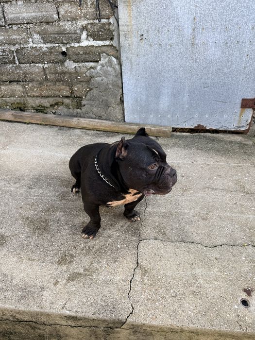American bully top