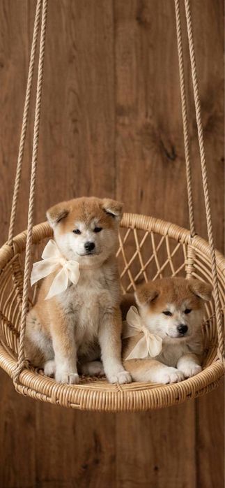 Дівчинка японської  Акіта іну 3 місяці