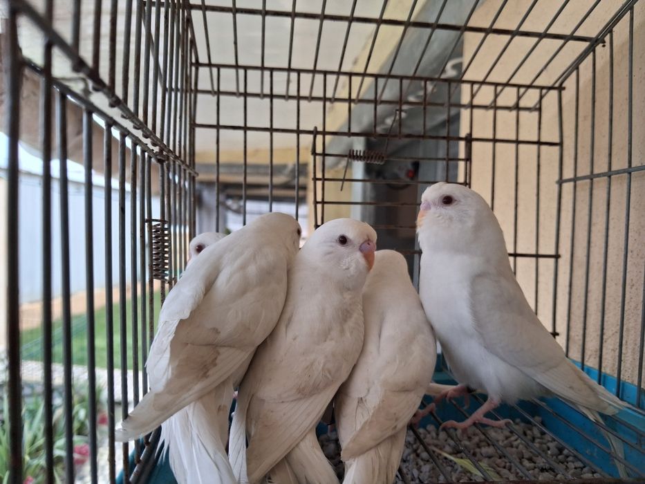 Periquitos Albinos