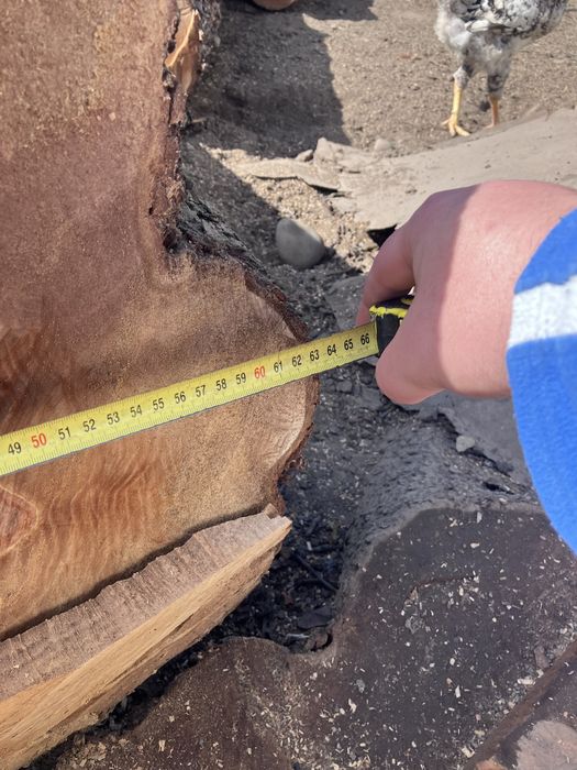 Продам грушу свіжо спиляну