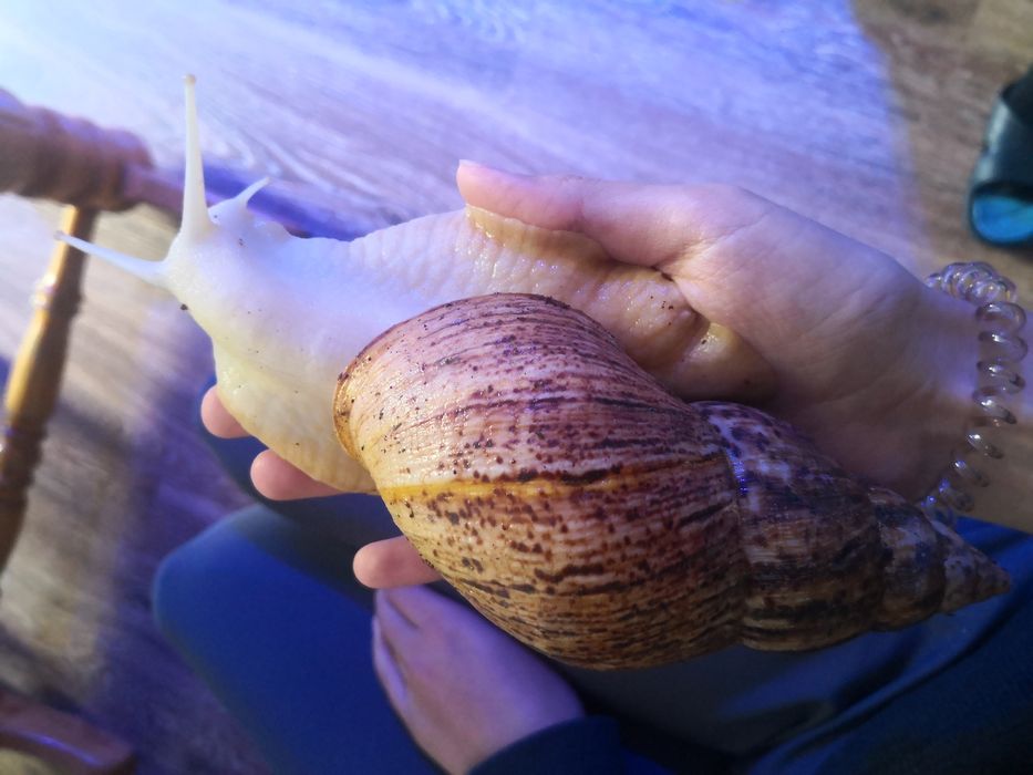 Lissachatina reticulata albino body ślimak afrykański 50 sztuk