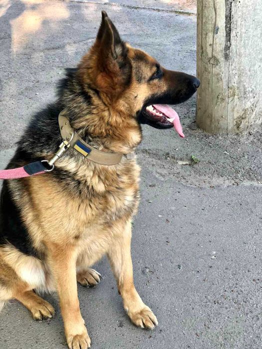 Німецька вівчарка, в'язка