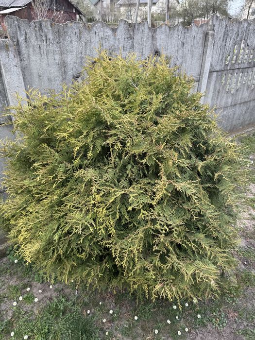 Туї Великі круглі