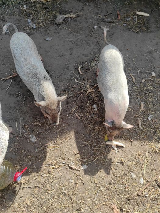 Вьетнамцы, вьетнамские поросята