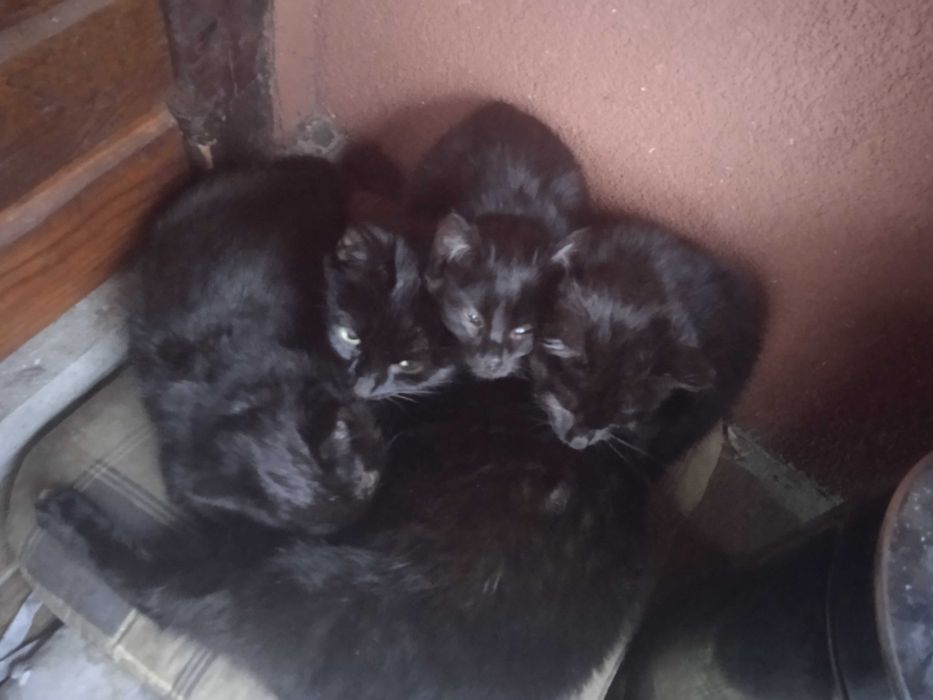 Oddam kotki czarne