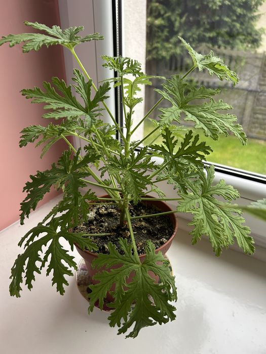 Kwiat geranium, anginka, pelargonia pachnąca