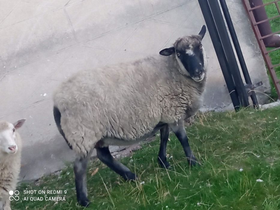 Sprzedam owieczkę