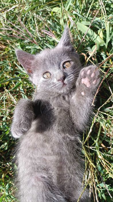 Шотландські кошенята