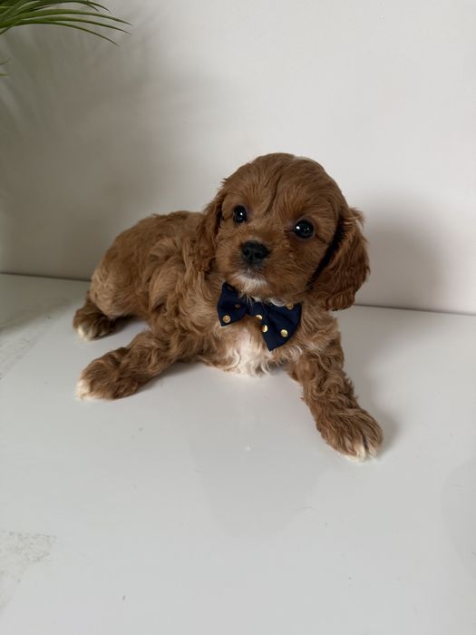 Piesek cavapoo  slodziak