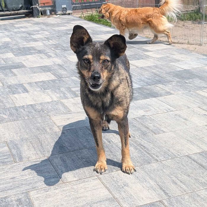 Bura - suczka po przejściach czeka na kochający dom