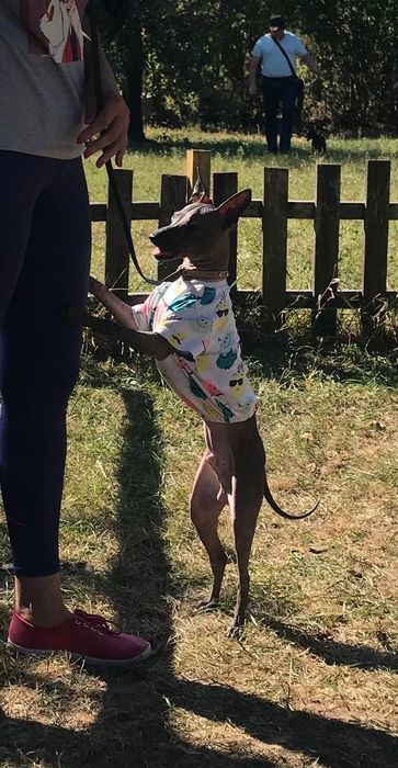 Мексиканская голая, Ксолоитцкуинтли щенки