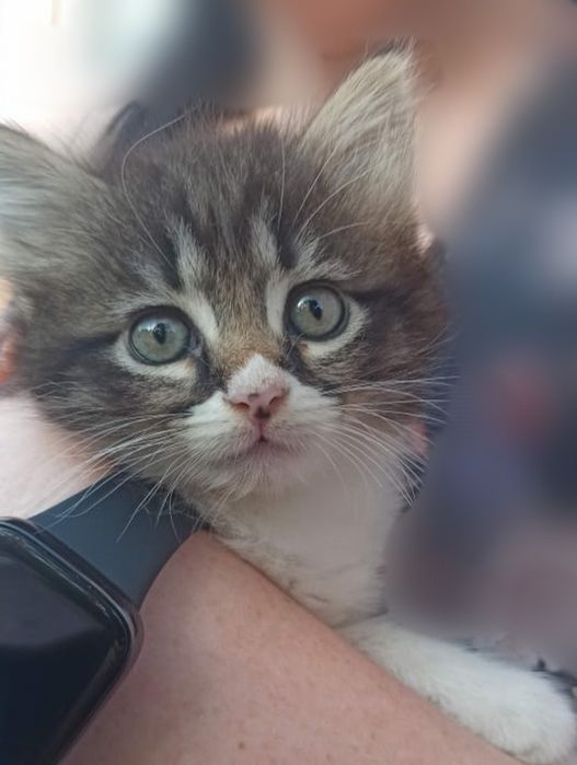 Котики в добрі руки. Пухнасте щастя.