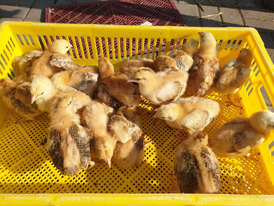 Kurczak zagrodowy Brojler Rebo młody transport na miejsce