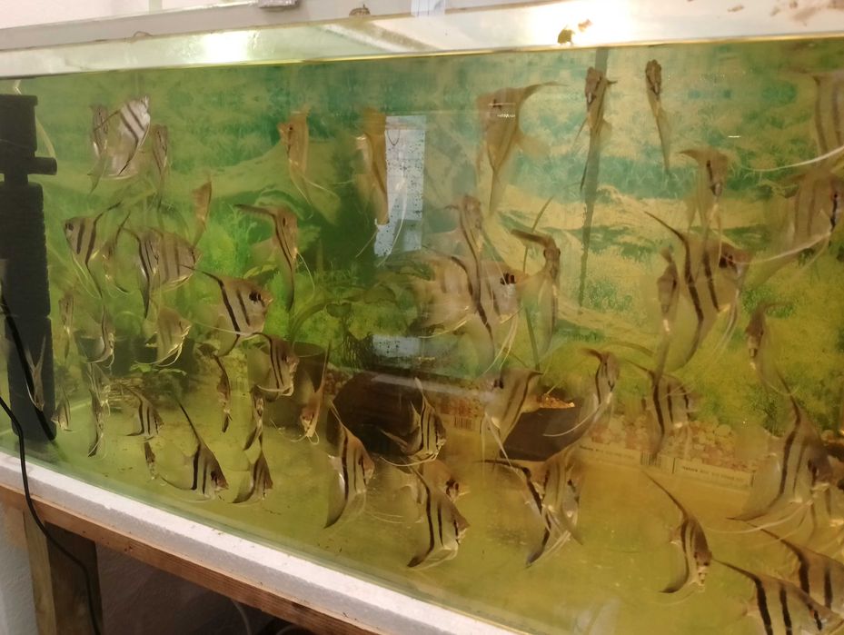 Rybki różne do akwarium