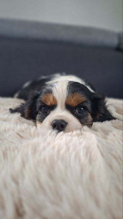 Cavalier King Charles Spaniel