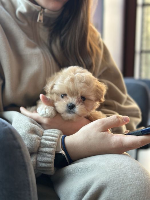 Мальтипу ф1 мини беби фейс 2 месяца Кремового окраса (слоновая кость)