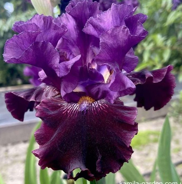 Іриси бородаті, нарцизи жовті ранні, мускарі Арменікум продаж