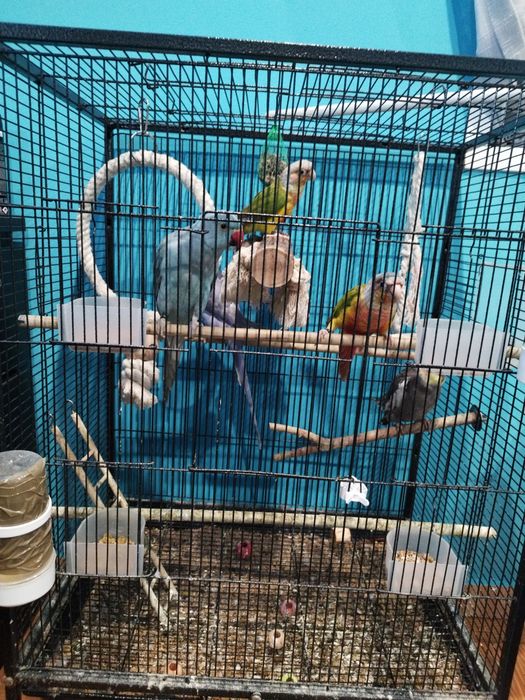 Vendo Caturra fêmea e rings necks