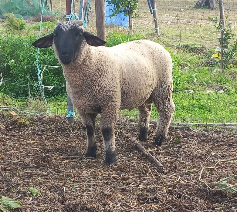 Borrego cruzado suffolk