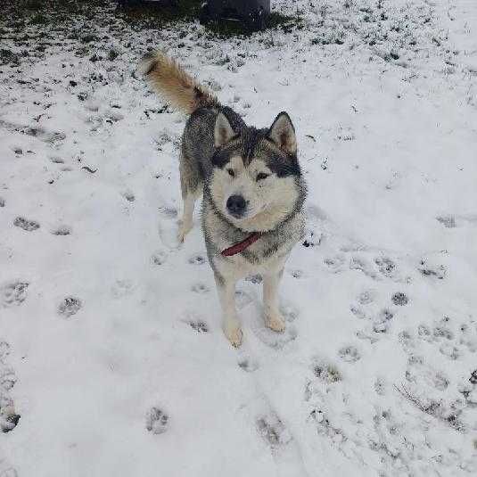 Husky oddam za darmo