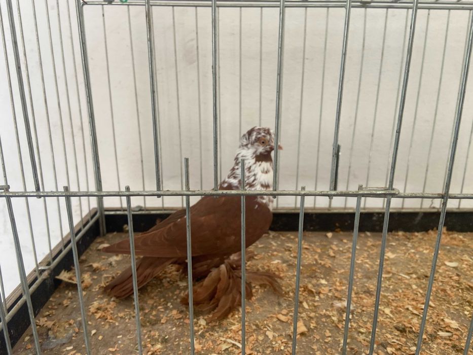 Widym samiec koroniaty