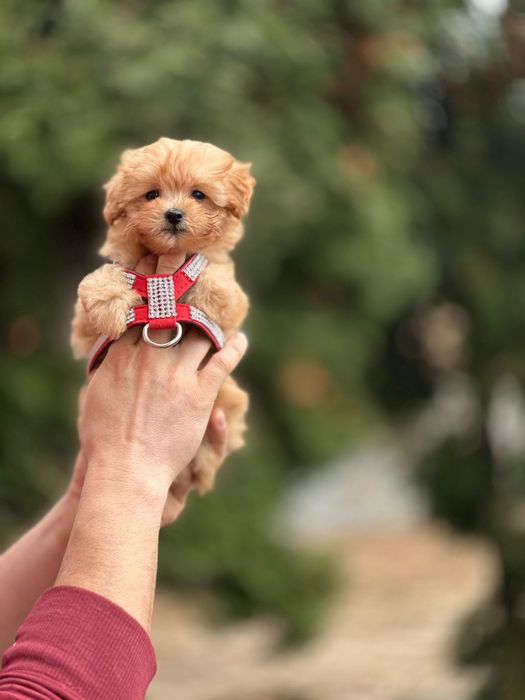 Мальтіпушки, мальтіпу, мальтипу. Кукольні, лялькові;/