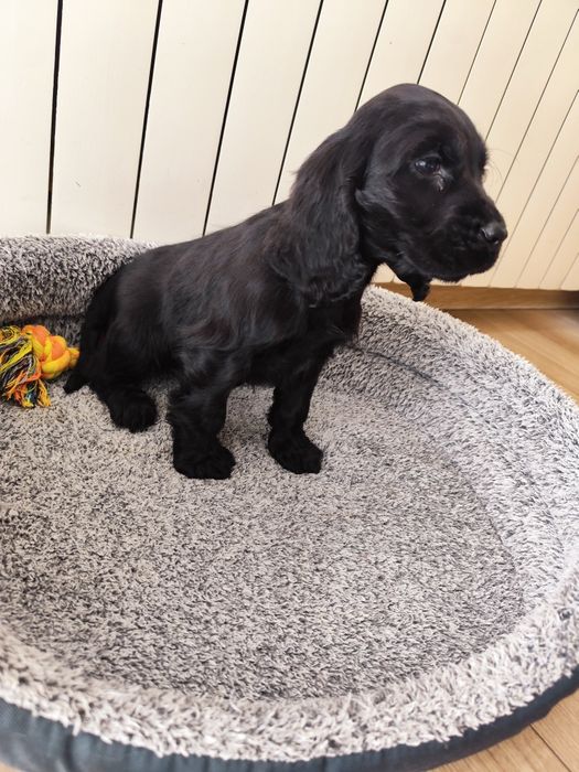 Piesek Cocker spaniel