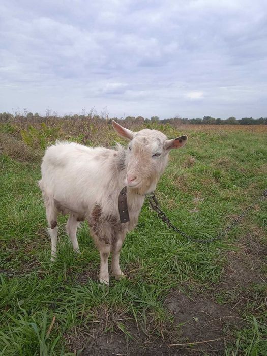 зааненський  козел цап дешево з документами .а також злучка
