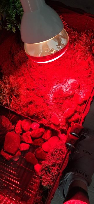 Zagowka czerwona 250WAT