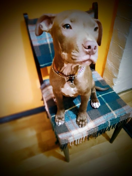 Щенок питбуля, кобель, редноуз, (хорошие гены)