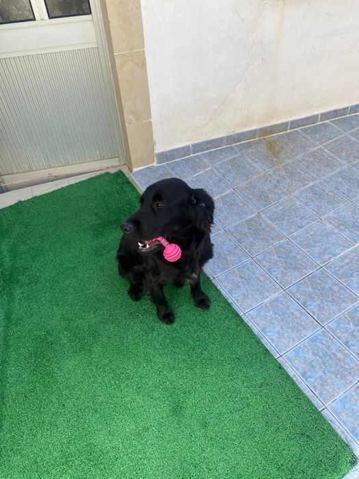 Cadela Labradora X cocker para adoção