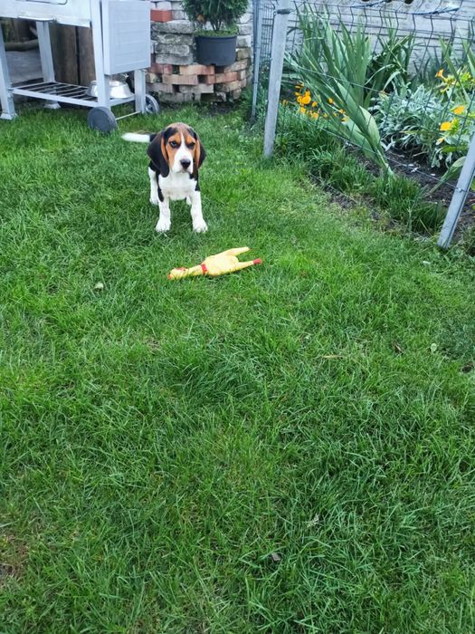 •Beagle Szczeniak Piesek  Zapraszam •
