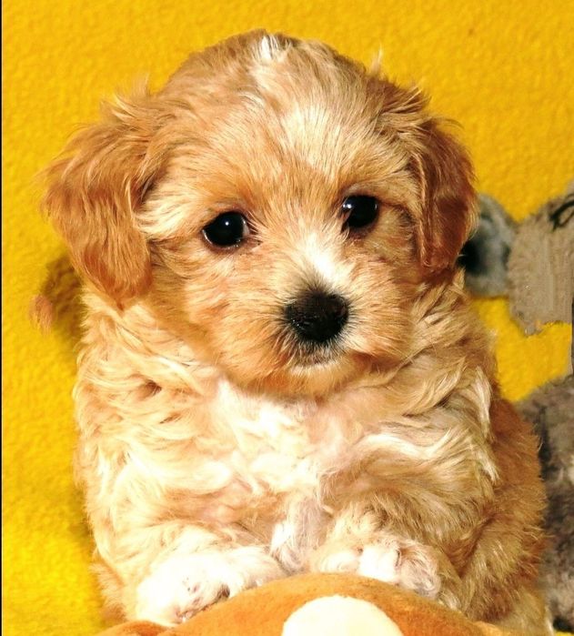 Мальтипу ф-1 професійне розведення