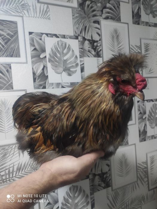 Продам півнів та курочок породи Бентамка